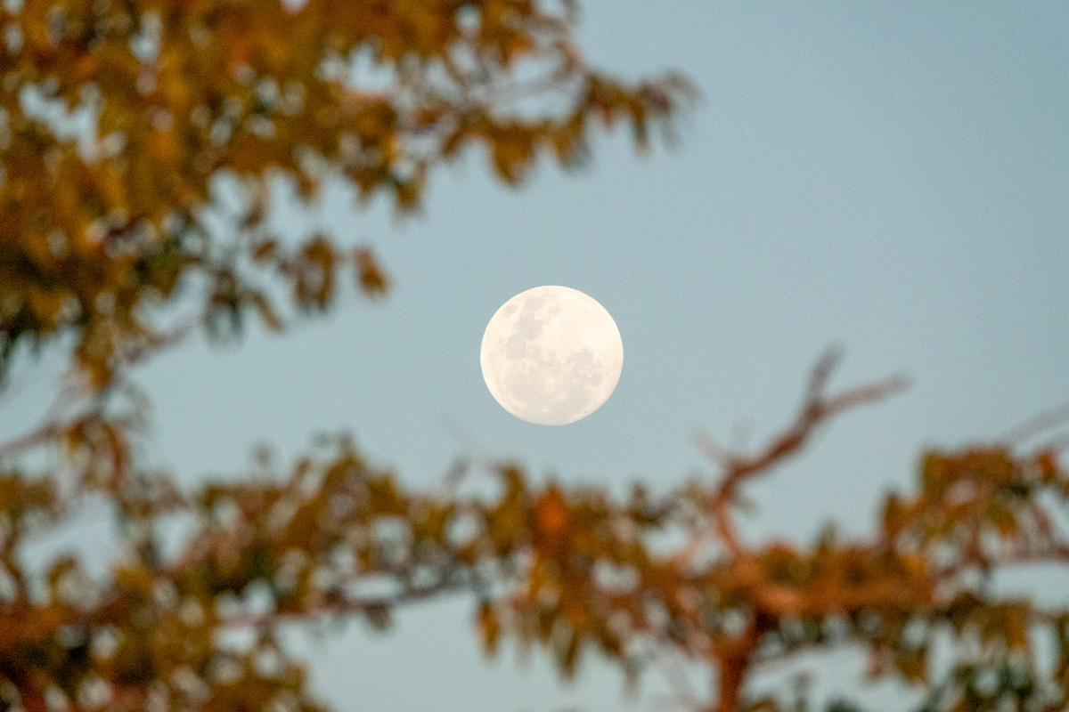 Mond zwischen Bäumen sichtbar.