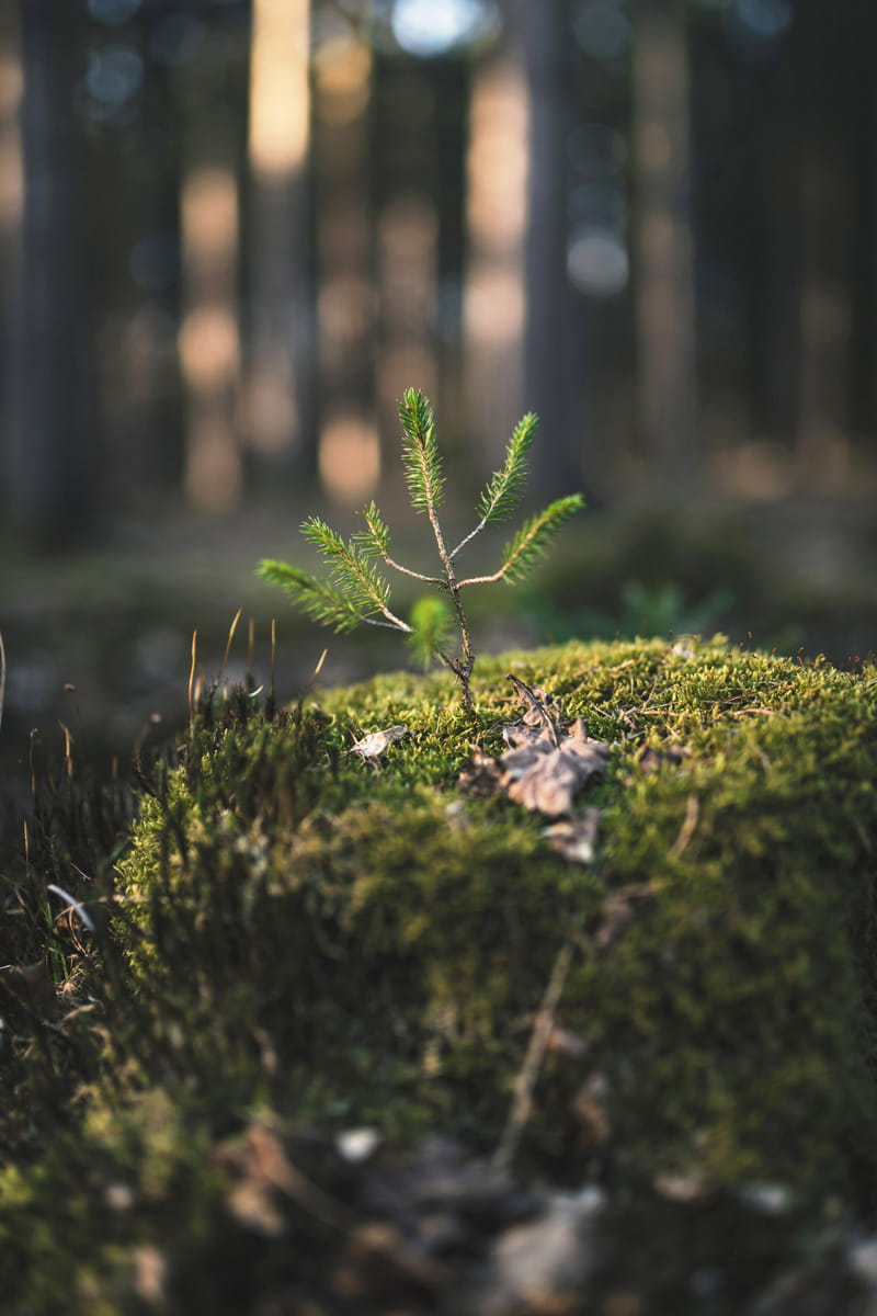 Zu sehen ist ein kleines Bäumchen im Wald. Dieses Bäumchen soll die Nachhaltigkeit des Waldes symbolisieren.