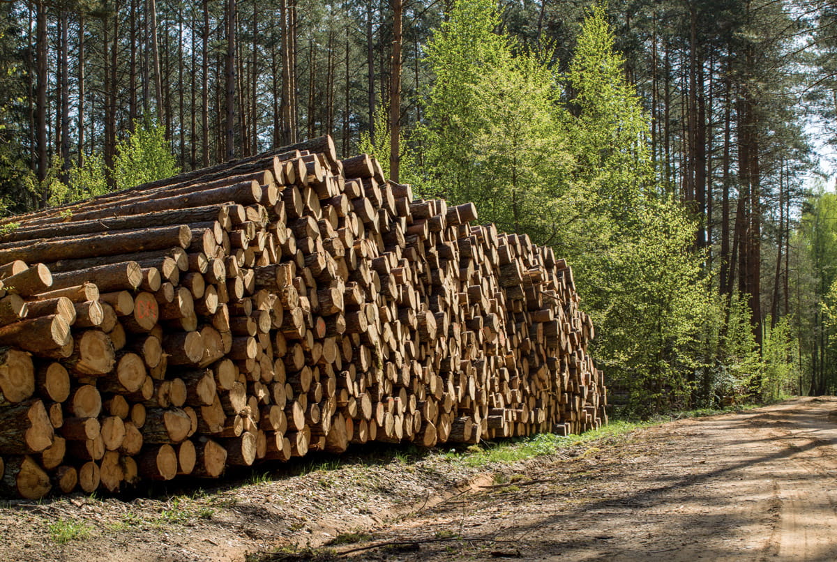 /files/dateien/Ratgeber/Holzmodulbau/rohstoff-holz.jpg